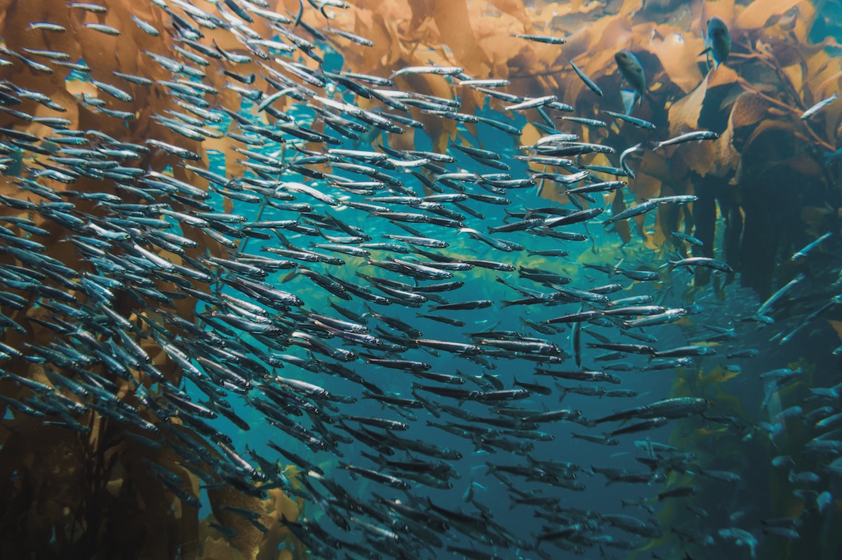 Sumisid nang malalim sa karagatan at magpaputok ng mga kanyon sa isda